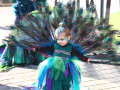 IMG 7509